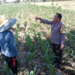 Bhabinkamtibmas Labuapi Dampingi Petani, Gencarkan Program Ketahanan Pangan di Bagik Polak Barat