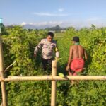 Polsek Kuripan Dukung Ketahanan Pangan Nasional, Bhabinkamtibmas Jalin Sinergi dengan Warga