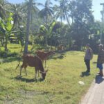 Bhabinkamtibmas Batulayar Barat Aktif Dorong Ketahanan Pangan Masyarakat Melalui Pemanfaatan Pekarang