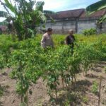 Ketahanan Pangan Keluarga: Upaya Nyata dari Desa Jagaraga