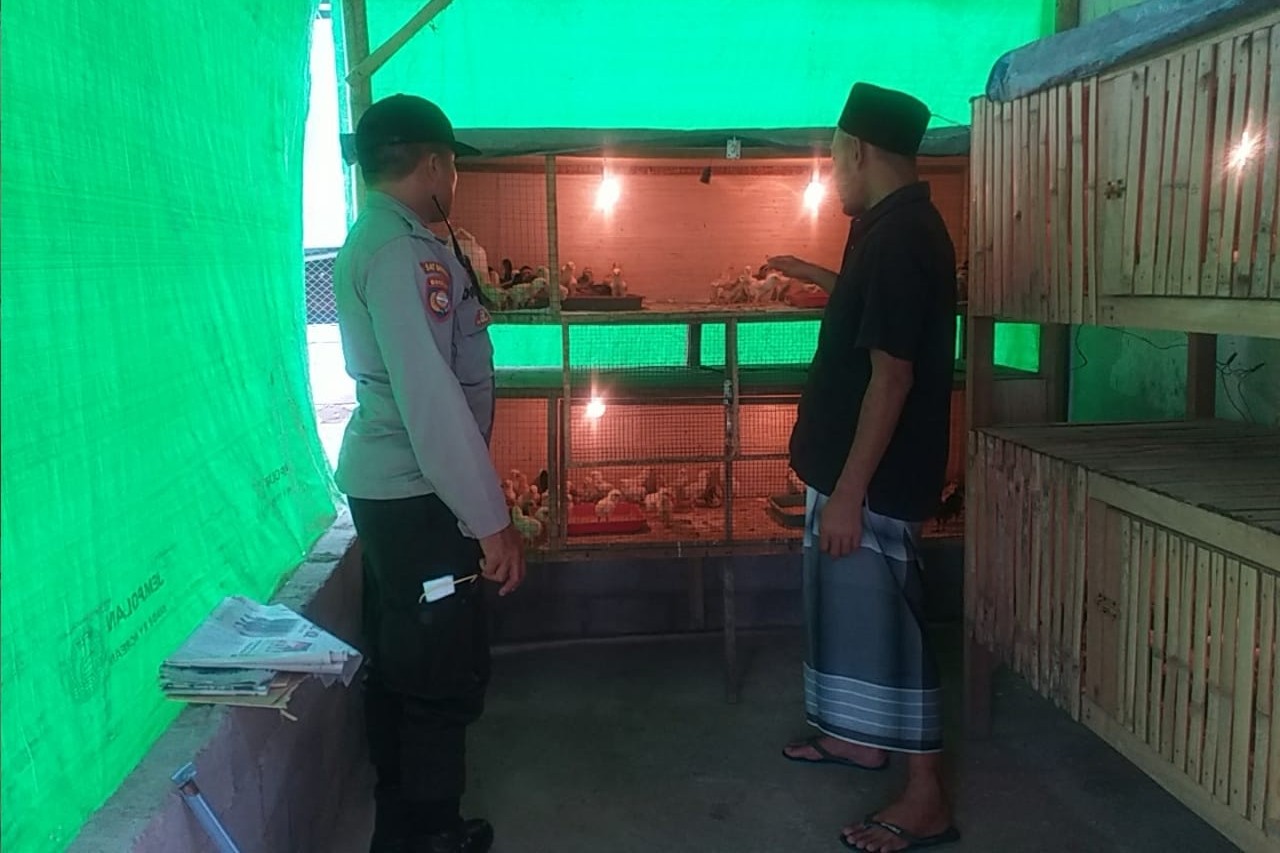 Menggerakkan Ketahanan Pangan, Bhabinkamtibmas Jagaraga Kunjungi Peternak Ayam Mandiri