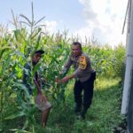 Optimalisasi Lahan Kosong Desa Bagik Polak Barat untuk Ketahanan Pangan