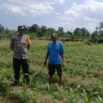 Sinergi Polri dan Petani: Polsek Gerung Galakkan Pemanfaatan Lahan Pekarangan untuk Pangan Bergizi