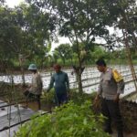Bhabinkamtibmas Desa Kediri Dukung Ketahanan Pangan Lewat Sambang Petani