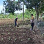 DDS Polsek Sekotong Dorong Pemanfaatan Lahan Pertanian Warga