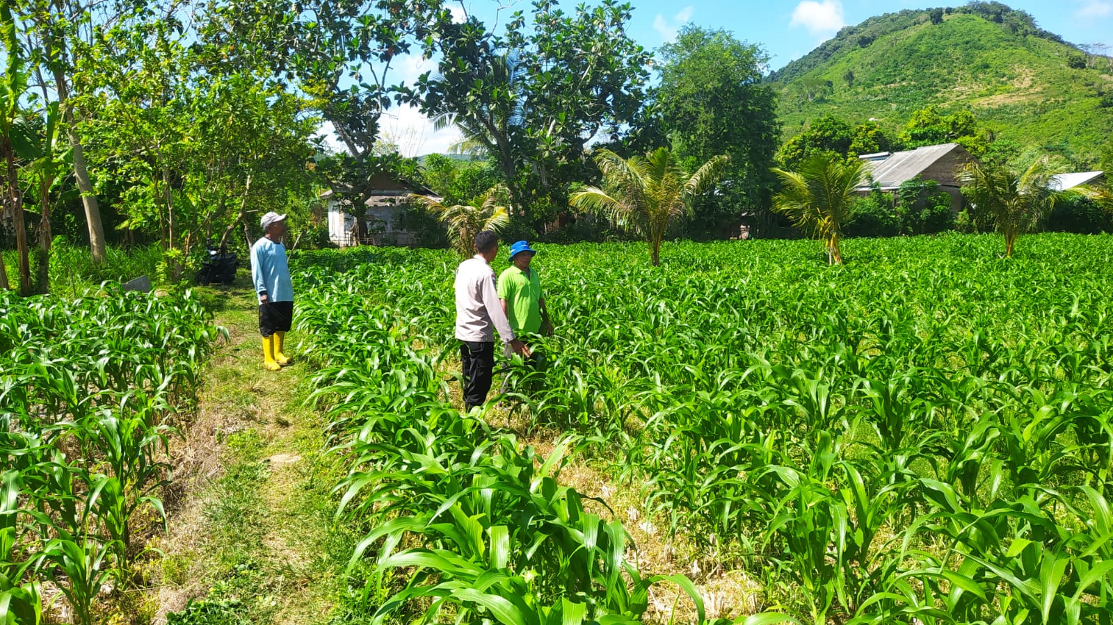 Dari Sekotong untuk Indonesia Budidaya Jagung Perkuat Pangan