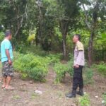 Dukung Ketahanan Pangan, Polisi Edukasi Warga Sekotong Tanam Cabai