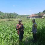 Dukung Swasembada, Polri Sapa Petani Jagung Sekotong Timur