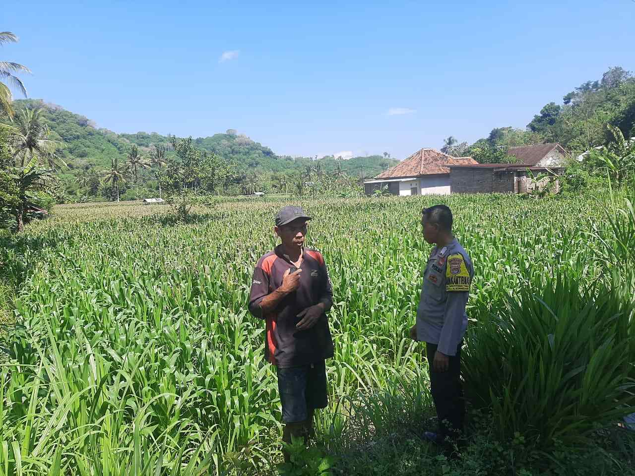 Dukung Swasembada, Polri Sapa Petani Jagung Sekotong Timur