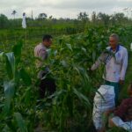 Kuripan Utara Siapkan Pola Tanam Adaptif di Musim Tak Menentu