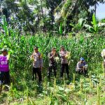 Dukung Ketahanan Pangan, Polri Hadir dalam Panen Raya Jagung NTB