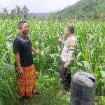 Polri Hadir di Ladang Jagung Sekotong, Dorong Stabilitas Pangan