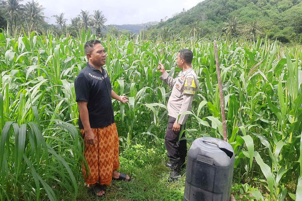 Polri Hadir di Ladang Jagung Sekotong, Dorong Stabilitas Pangan