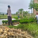 Polri Pantau Langsung Tanam Padi di Desa Lelede, Lombok Barat