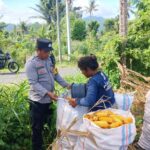 Polsek Gerung Aktif Dukung Rantai Pasok Pertanian