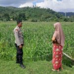 Polsek Lembar Dukung Ketahanan Pangan Lewat Sambang Petani di Sekotong Timur