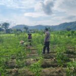 Sinergi Polisi dan Petani Dorong Ketahanan Pangan di Jembatan Kembar Timur