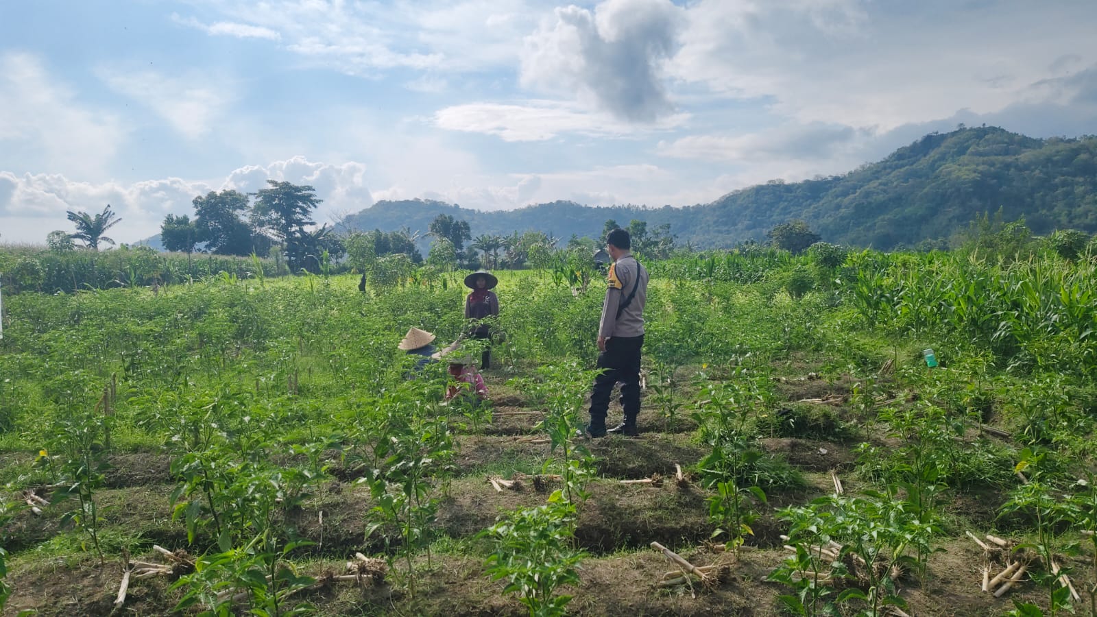Sinergi Polisi dan Petani Dorong Ketahanan Pangan di Jembatan Kembar Timur