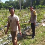Bhabinkamtibmas Batu Putih Dukung Petani Cabai di Sekotong