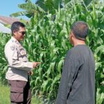 Polsek Lembar Dampingi Petani Jagung di Gunung Gundil