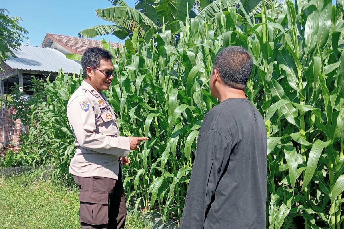 Polsek Lembar Dampingi Petani Jagung di Gunung Gundil