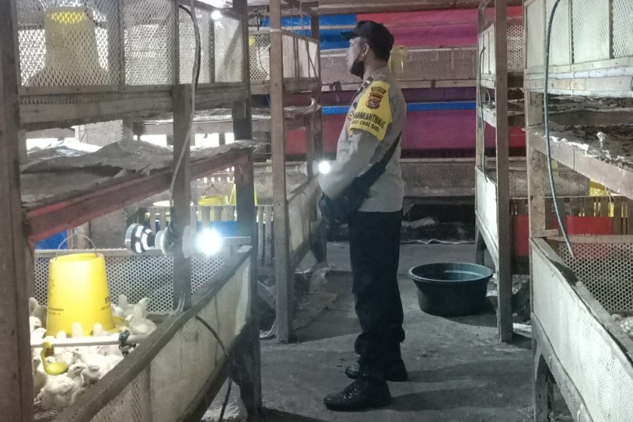 Bhabinkamtibmas Ombe Baru Dorong Ketahanan Pangan Lewat Kunjungan ke Peternak Ayam