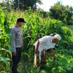 Langkah Strategis Polri Jaga Ketahanan Pangan di Desa Mareje Timur