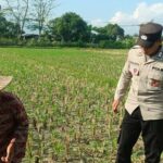 Polsek Gerung Perkuat Ketahanan Pangan Lewat Pendampingan Petani di Babussalam