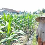 Bhabinkamtibmas Labuapi Ajak Warga Optimalkan Lahan Pekarangan untuk Ketahanan Pangan