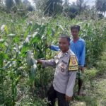 Bhabinkamtibmas Montong Are Dorong Ketahanan Pangan Melalui Pendataan Petani Jagung