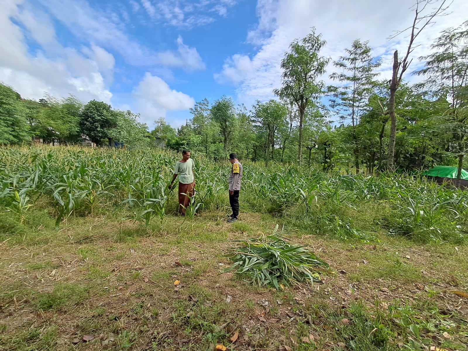Bhabinkamtibmas Pelangan Dorong Ketahanan Pangan dari Pekarangan Warga Sekotong