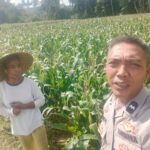Dukungan Polri di Eyat Mayang, Petani Jagung Tak Sendiri