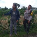 Ketahanan Pangan Dimulai dari Desa, Inisiatif Bhabinkamtibmas di Dusun Beremi Kuripan (2) Ketahanan Pangan Dimulai dari Desa, Inisiatif Bhabinkamtibmas di Dusun Beremi Kuripan