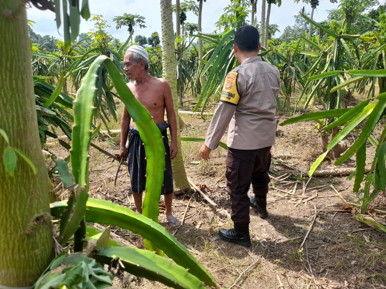 Ketahanan Pangan Diperkuat, Polres Lombok Barat Turun ke Ladang
