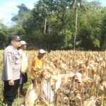 Panen Jagung Sukses di Gerung Selatan, Polri Hadir Jaga Kondusivitas (2) Panen Jagung Sukses di Gerung Selatan, Polri Hadir Jaga Kondusivitas