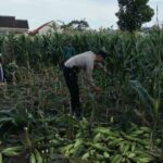 Peran Aktif Bhabinkamtibmas Labuapi Dukung Ketahanan Pangan Lokal