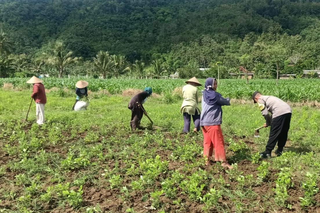 Sinergi Polisi-Warga Kuripan, Ketahanan Pangan Dimulai dari Pekarangan