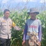 Polsek Gerung Pantau Lahan Jagung Siap Panen di Desa Beleka