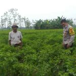 Polsek Kuripan Perkuat Ketahanan Pangan Warga lewat Pendampingan Aktif