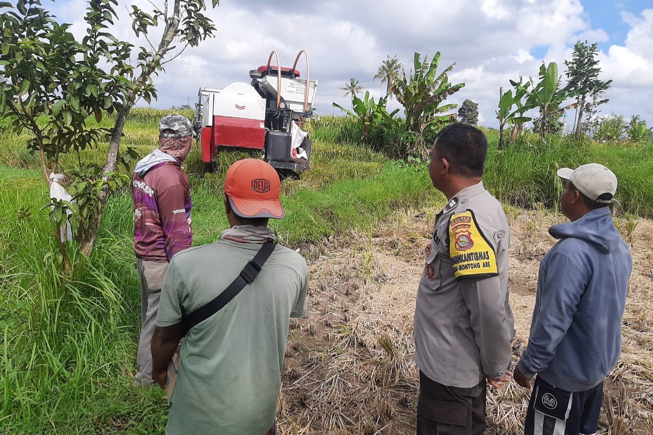 Sinergi Petani dan Polisi di Kediri Lombok Barat, Wujudkan Swasembada Jagung