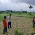 Sinergi Polisi dan Petani di Dusun Nyiur Gasing Dukung Ketahanan Pangan (2) Sinergi Polisi dan Petani di Dusun Nyiur Gasing Dukung Ketahanan Pangan