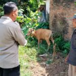 Sinergi Polri dan Warga Lembar Selatan Wujudkan Kemandirian Pangan Keluarga