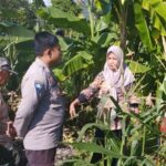 Jagung Jadi Andalan Banyumulek untuk Stabilkan Pangan Lokal