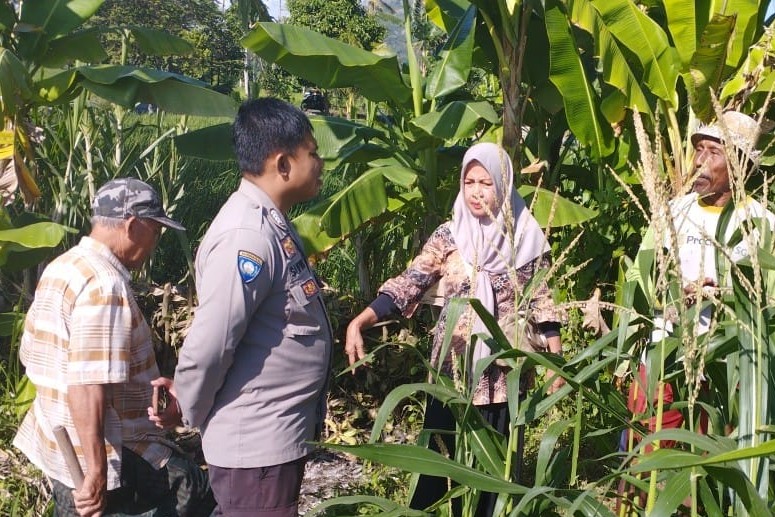 Jagung Jadi Andalan Banyumulek untuk Stabilkan Pangan Lokal