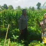 Pendekatan Humanis Polri di Sawah Karang Kuripan: Wujudkan Pangan Aman