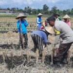 Ketahanan Pangan Dimulai dari Desa: Langkah Humanis Bhabinkamtibmas Montong Are