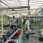 Bhabinkamtibmas Ajak Warga Dusun Tempit Tanam Sayur di Pekarangan Rumah (4) Bhabinkamtibmas Ajak Warga Dusun Tempit Tanam Sayur di Pekarangan Rumah