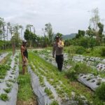 Bhabinkamtibmas Batulayar Dampingi Warga Panen Cabai, Dorong Pangan Mandiri dari Pekarangan (1) Bhabinkamtibmas Batulayar Dampingi Warga Panen Cabai, Dorong Pangan Mandiri dari Pekarangan