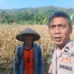 Bhabinkamtibmas Eyat Mayang Dukung Petani Jagung di Lembar untuk Ketahanan Pangan (1) Bhabinkamtibmas Eyat Mayang Dukung Petani Jagung di Lembar untuk Ketahanan Pangan