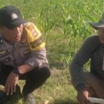 Bhabinkamtibmas Karang Bongkot Dukung Petani Jagung Manis Eksotik Lombok Barat (2) Bhabinkamtibmas Karang Bongkot Dukung Petani Jagung Manis Eksotik Lombok Barat